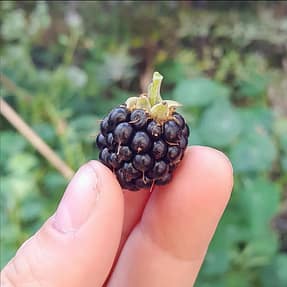 blackberry blackberry