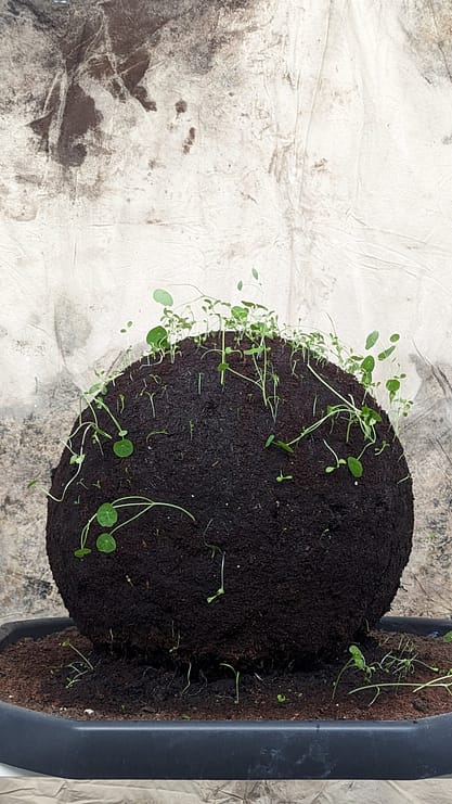 PXL_20230616_154704878.MP PXL_20230616_154704878.MP